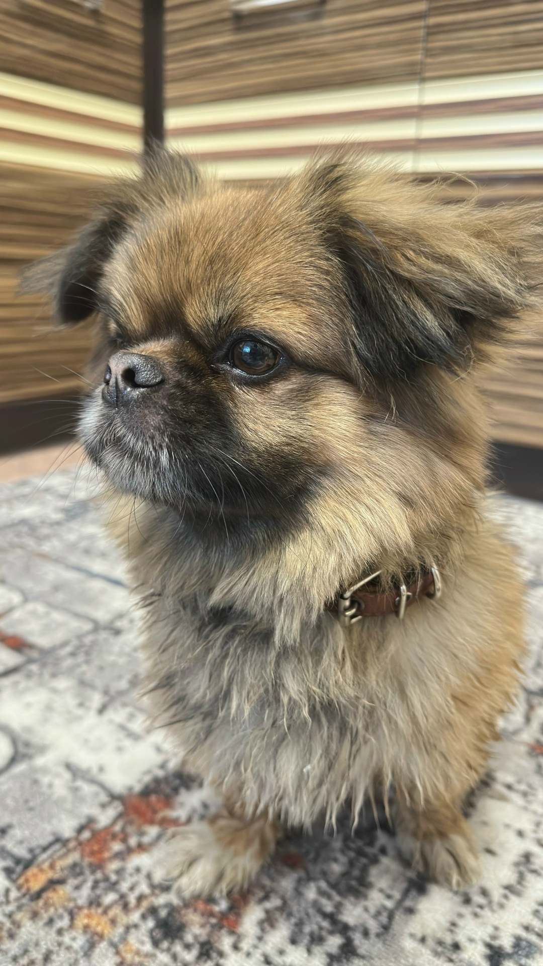 Найдена собака в Барнауле — фото объявления