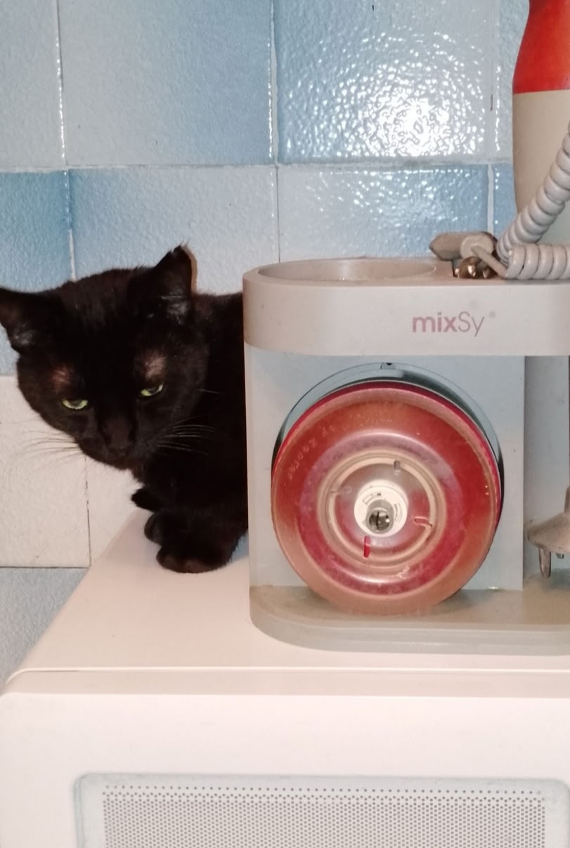 Пропала собака в Барнауле — фото объявления