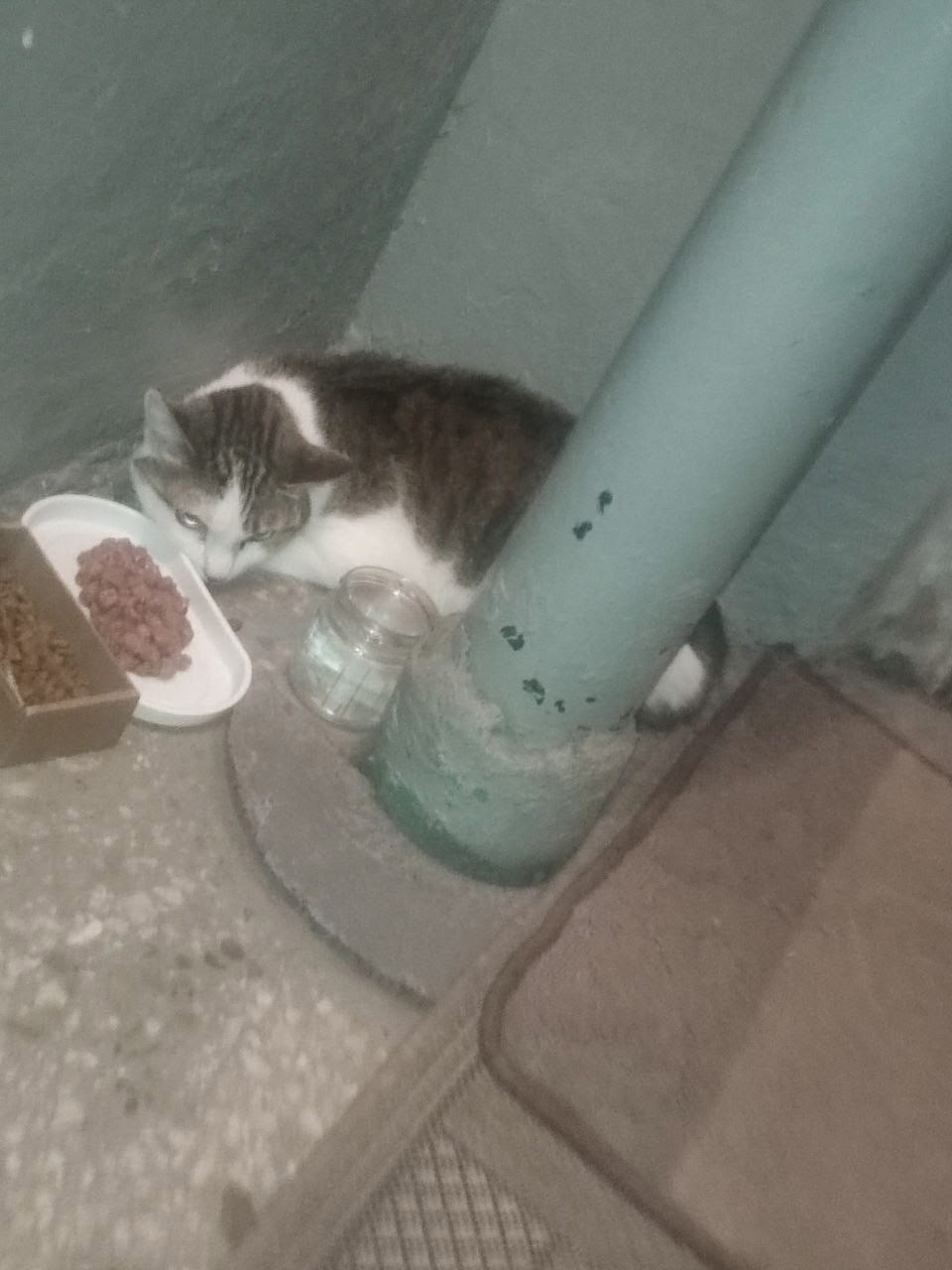 Пропала кошка в Барнауле — фото объявления