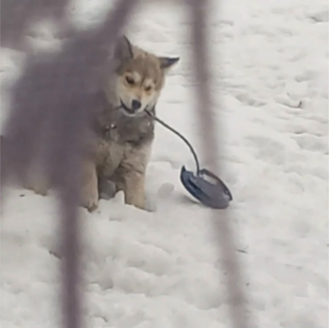 Пропала собака в Барнауле — фото объявления