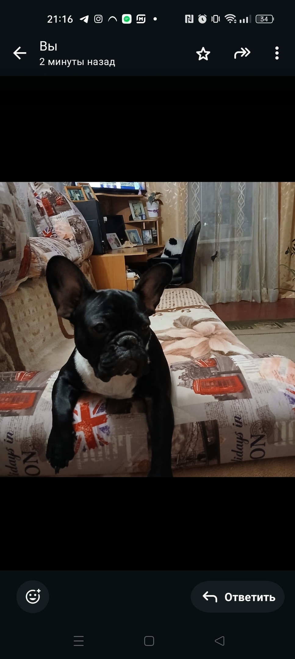 Пропала собака в Барнауле — фото объявления