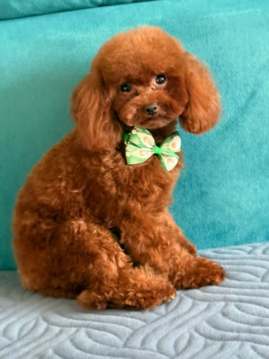 Пропала собака в Барнауле — фото объявления