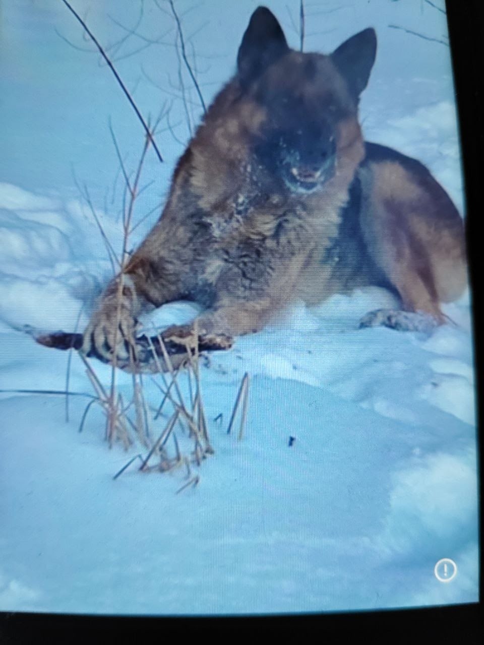 Пропала собака в Барнауле — фото объявления
