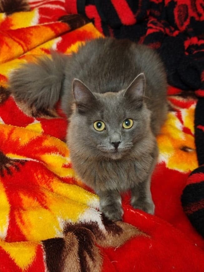 Пропала кошка в Барнауле — фото объявления