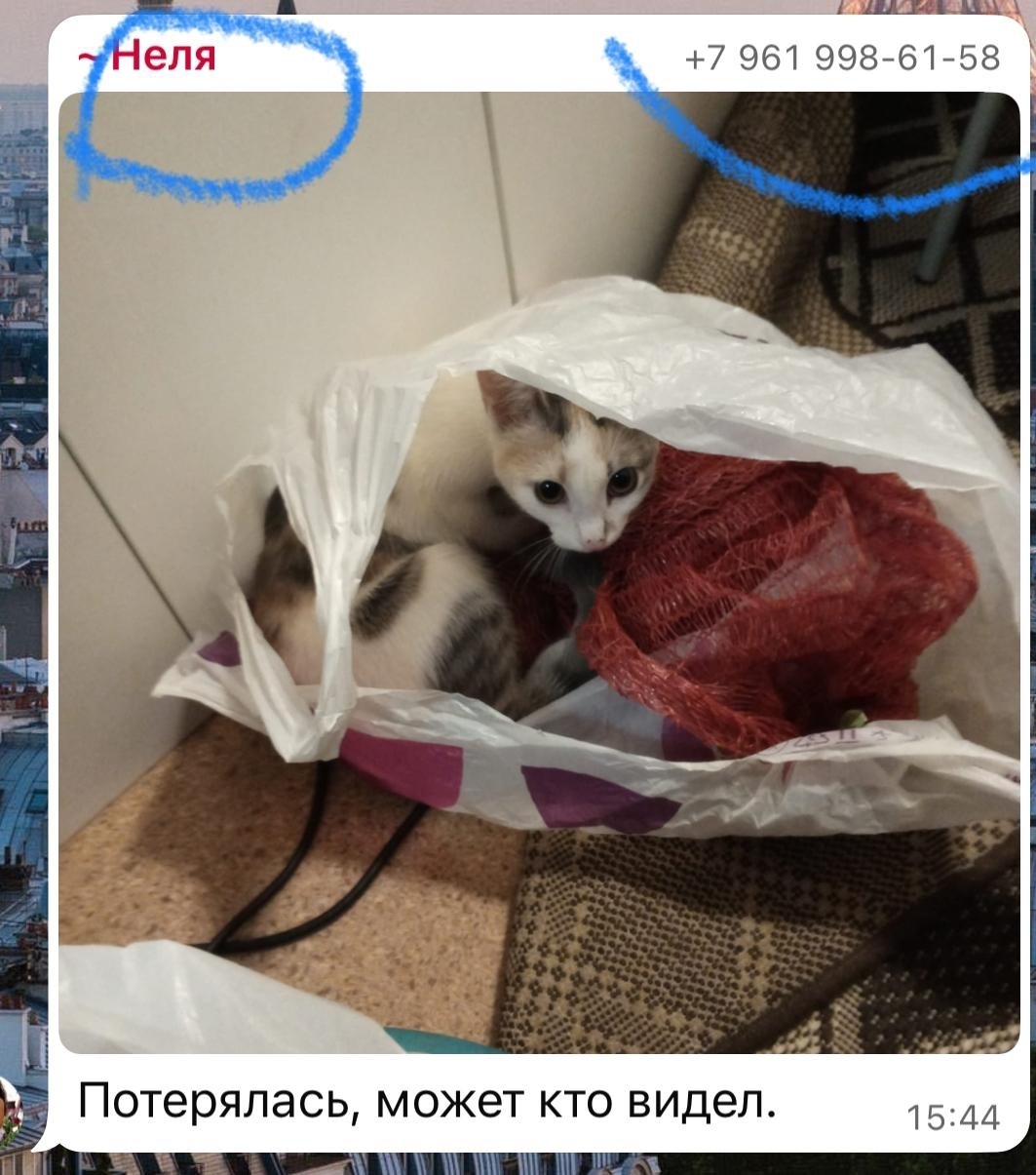 Пропала кошка в Барнауле — фото объявления