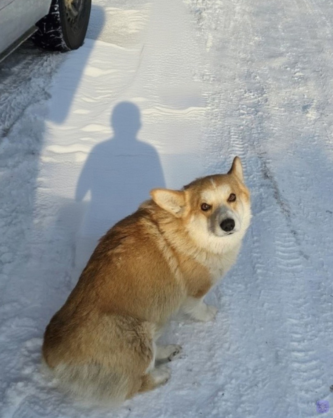 Пропала собака в Барнауле — фото объявления