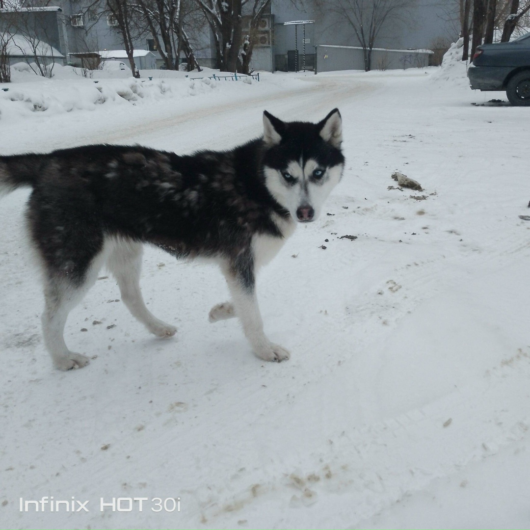 Пропала собака в Барнауле — фото объявления