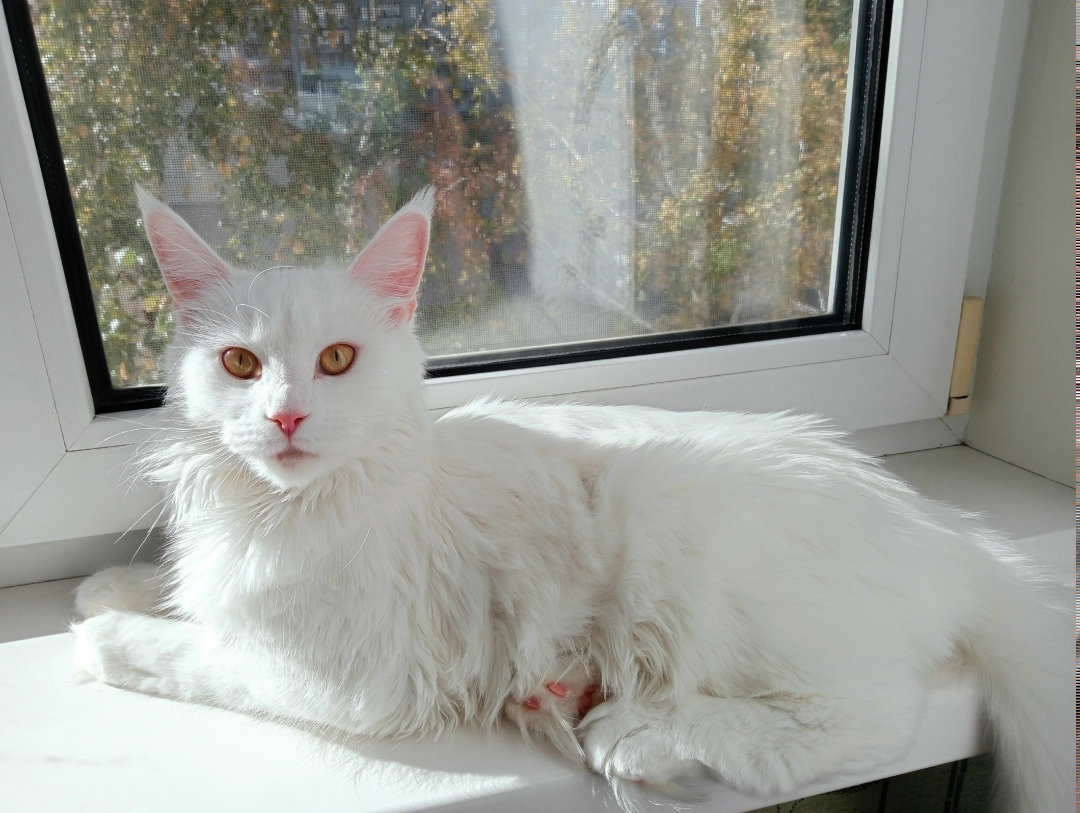 Пропала кошка в Барнауле — фото объявления