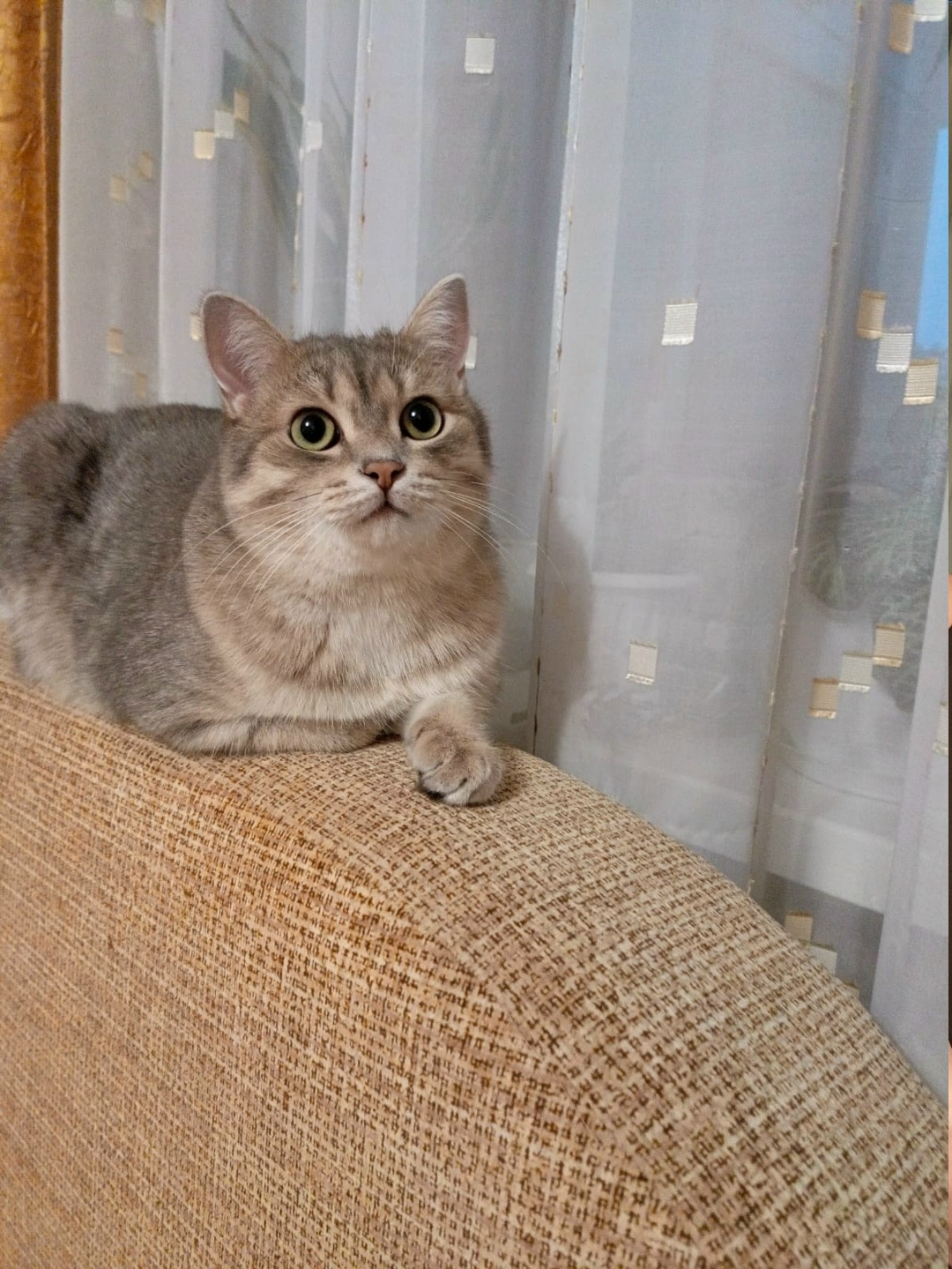 Пропала кошка в Барнауле — фото объявления