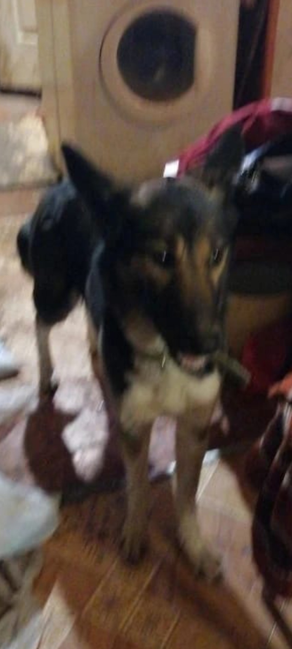 Пропала собака в Барнауле — фото объявления