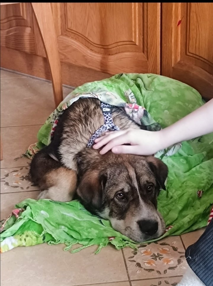 Найдена собака в Барнауле — фото объявления