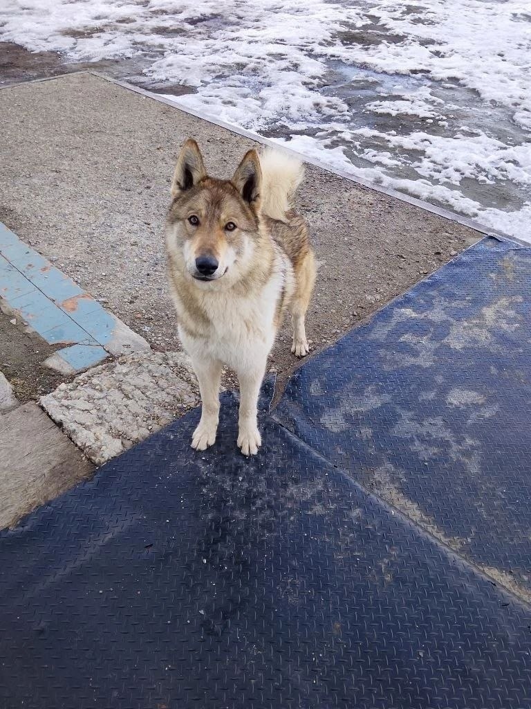 Найдена собака в Барнауле — фото объявления
