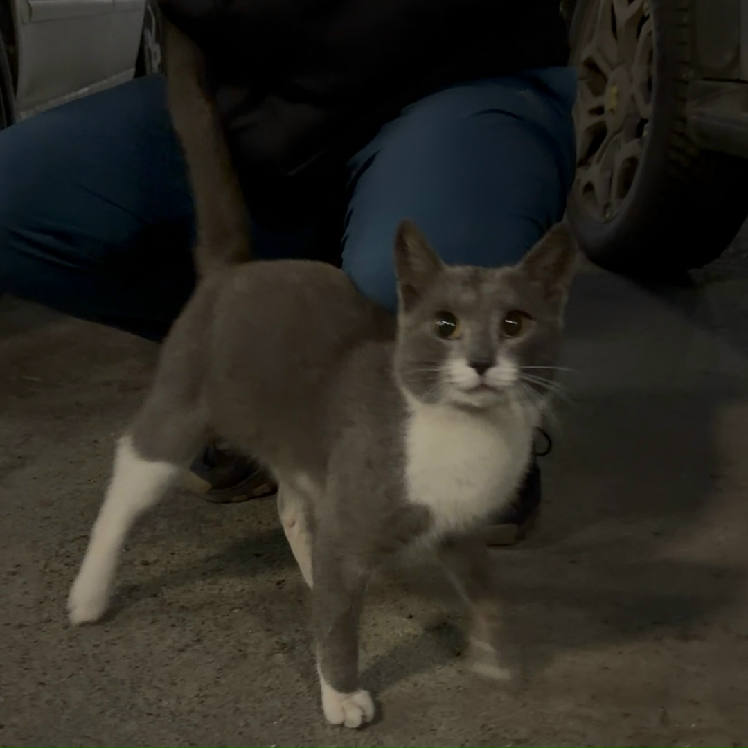 Найдена кошка в Барнауле — фото объявления