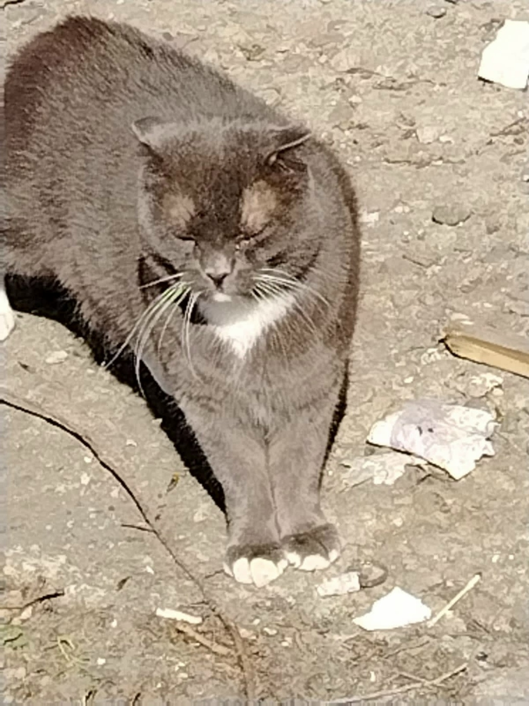 Пропала кошка в Барнауле — фото объявления