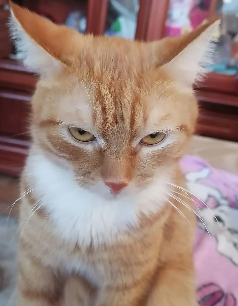 Пропала кошка в Барнауле — фото объявления