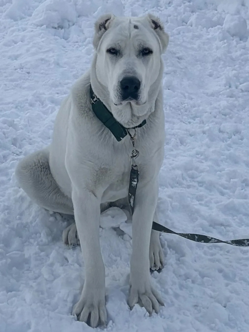 Пропала собака в Барнауле — фото объявления