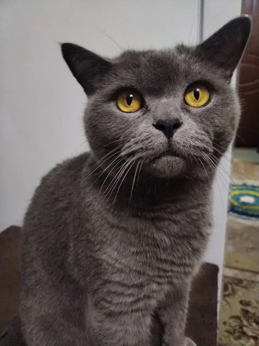 Пропала кошка в Барнауле — фото объявления