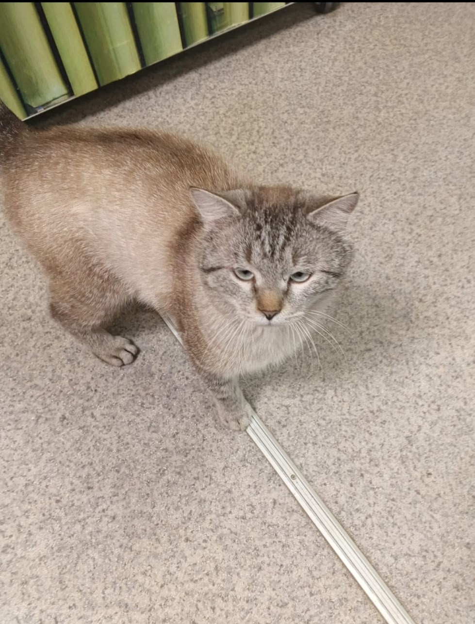 Найдена кошка в Барнауле — фото объявления