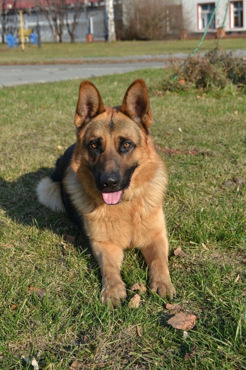 Пропала собака в Барнауле — фото объявления