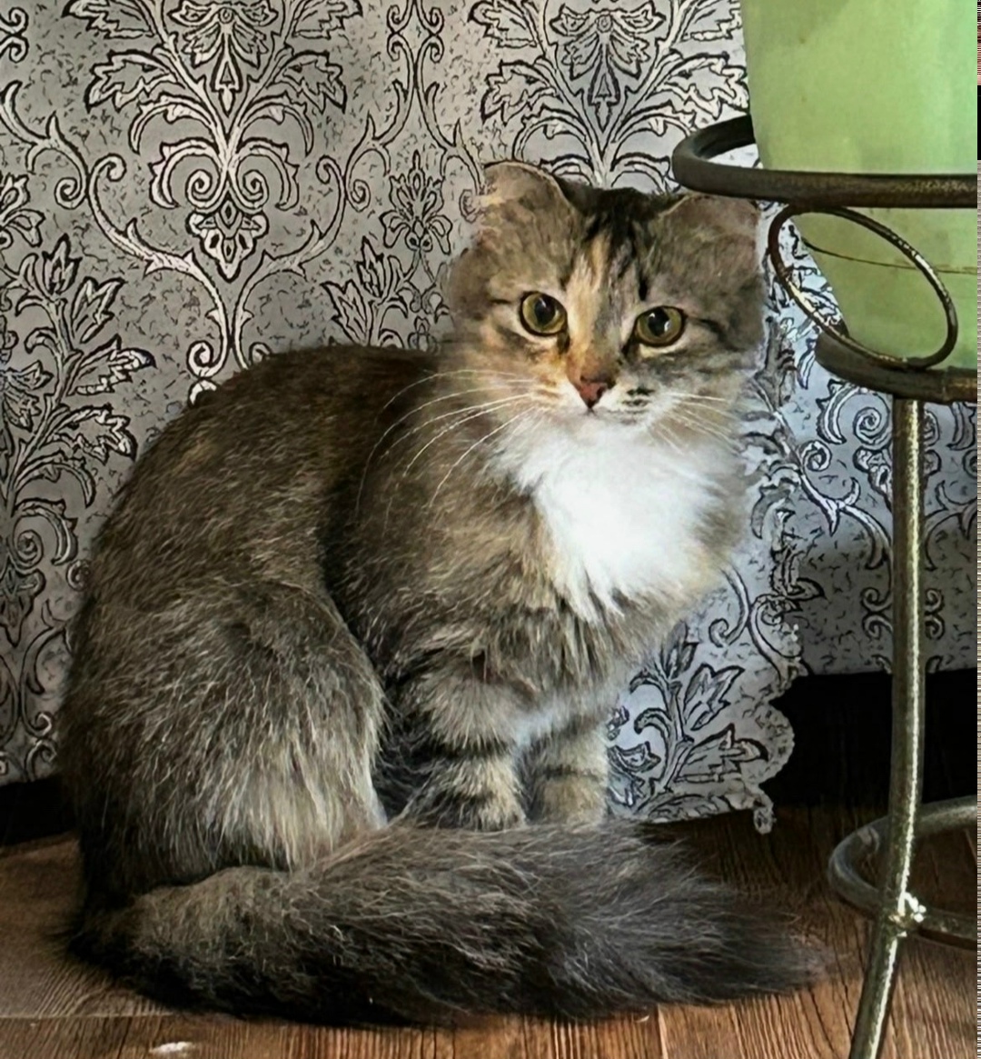 Пропала собака в Барнауле — фото объявления