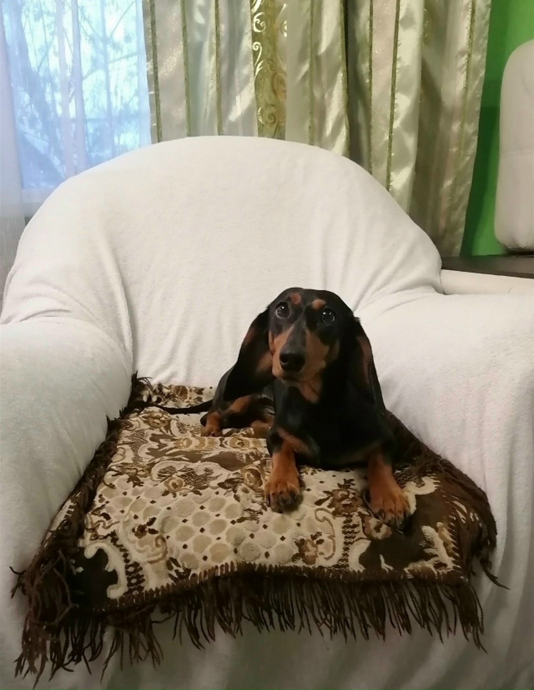 Пропала собака в Барнауле — фото объявления