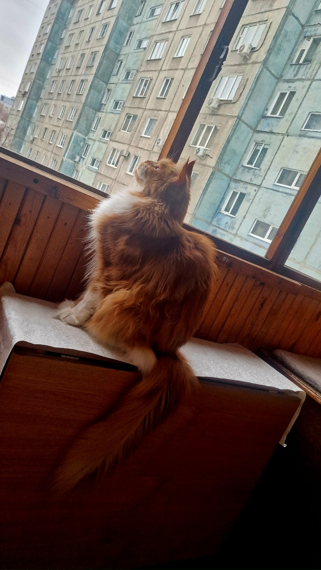 Пропала кошка в Барнауле — фото объявления