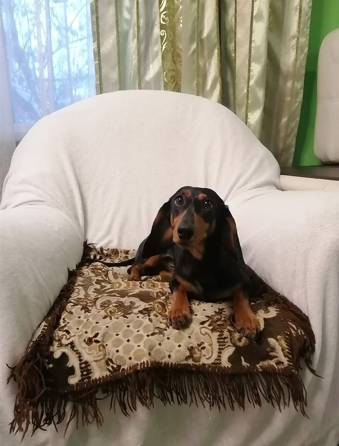 Пропала собака в Барнауле — фото объявления