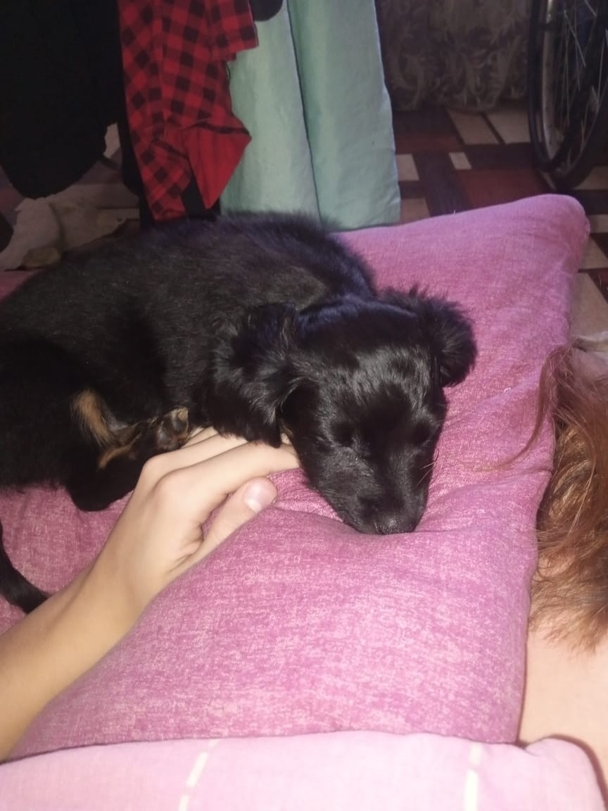 Пропала собака в Барнауле — фото объявления