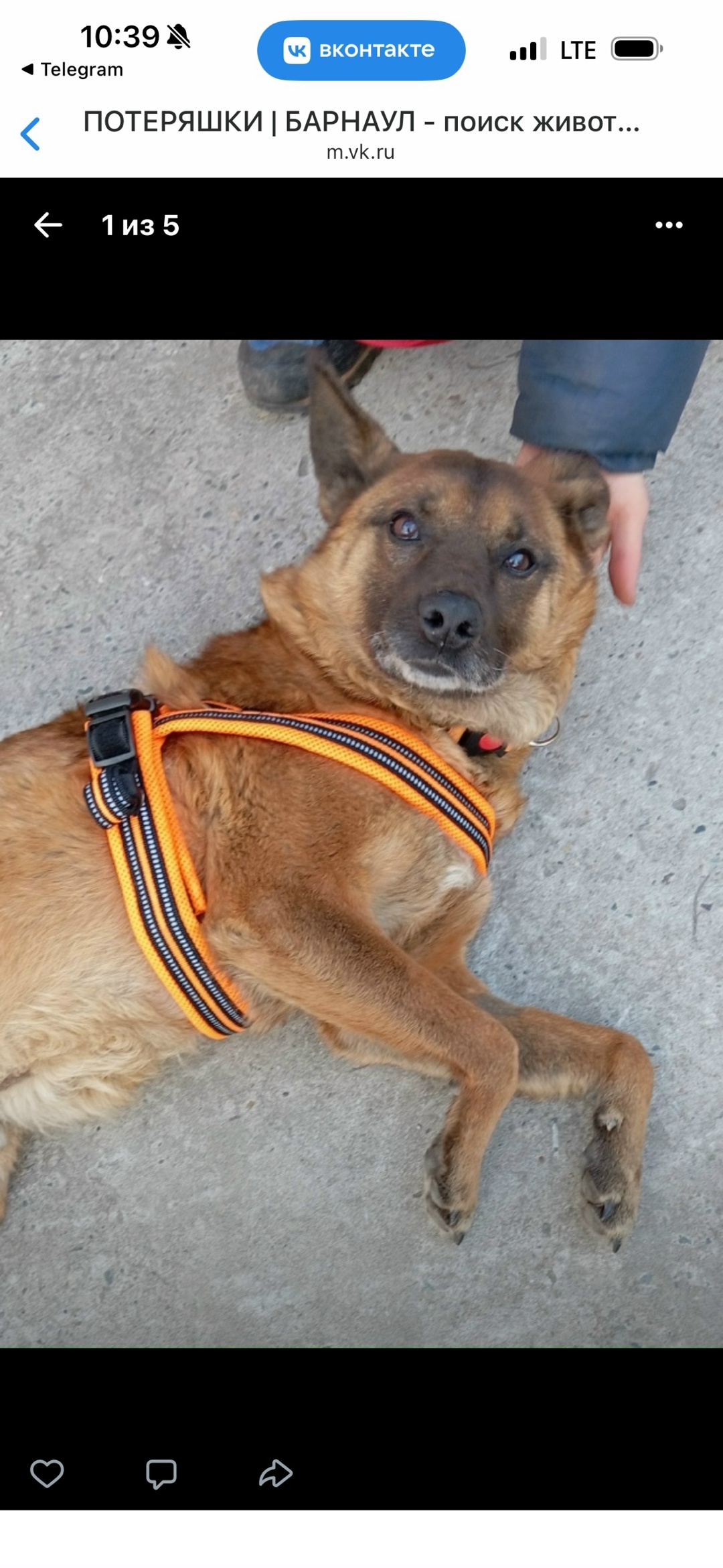Найдена собака в Барнауле — фото объявления