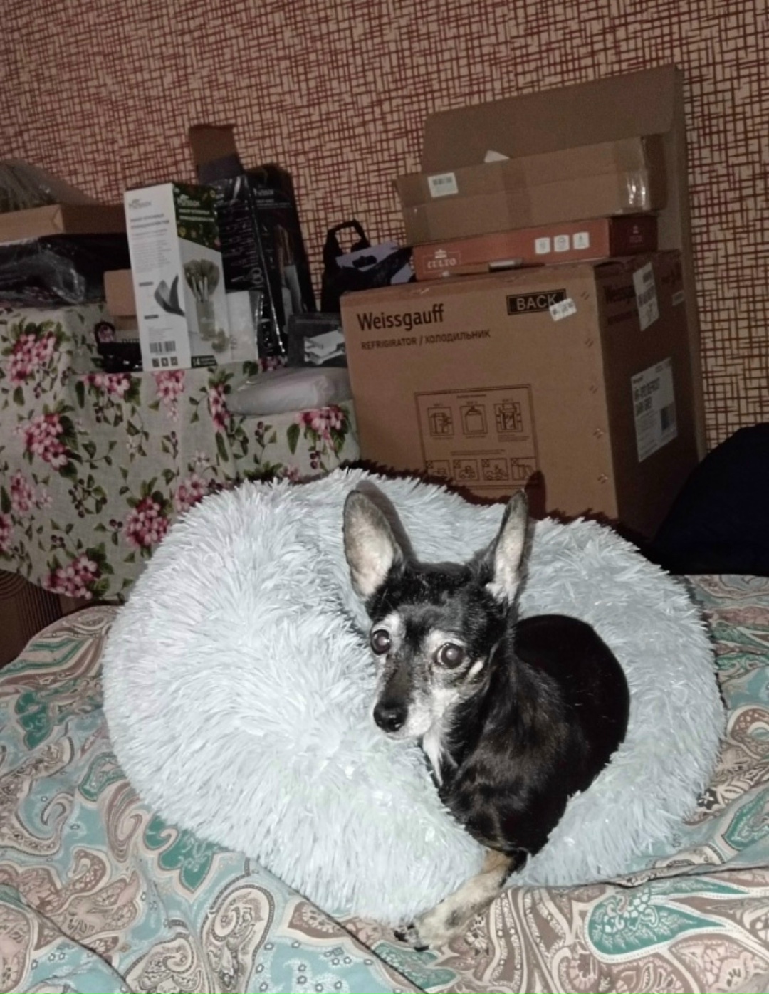 Пропала собака в Барнауле — фото объявления