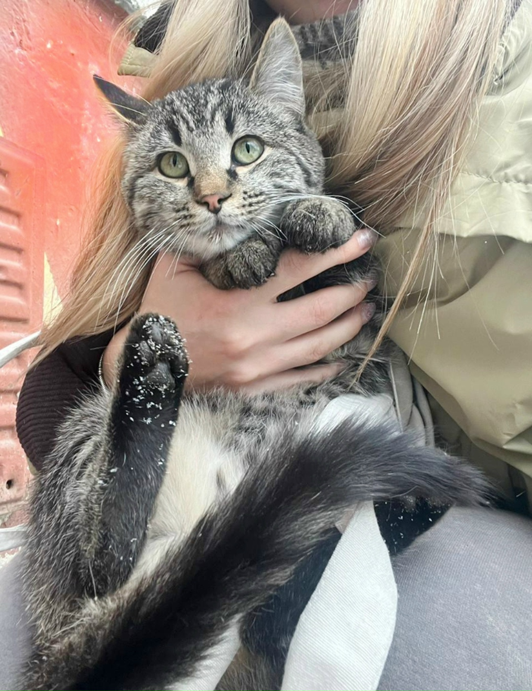 Найдена собака в Барнауле — фото объявления