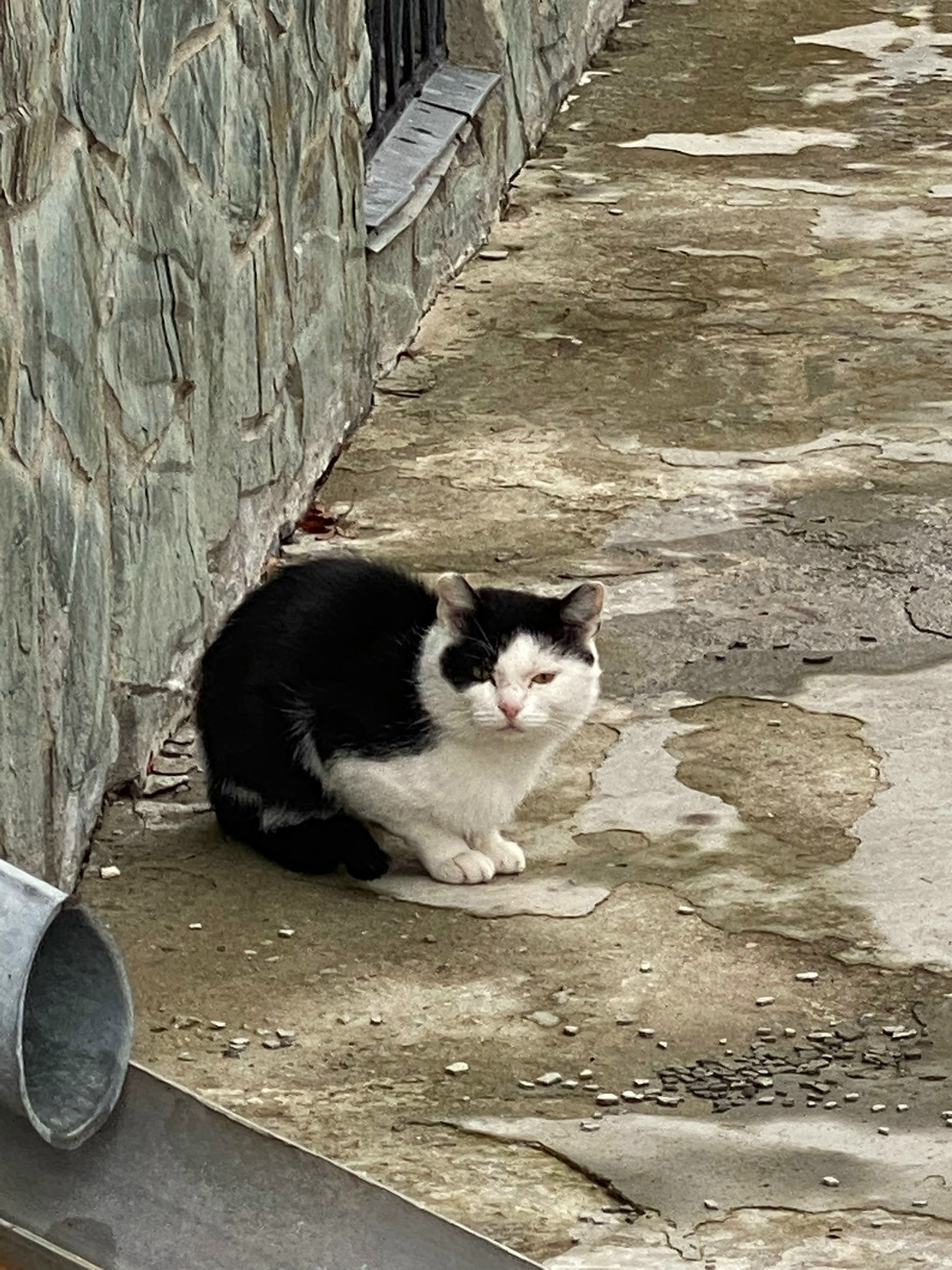 Пропала собака в Барнауле — фото объявления