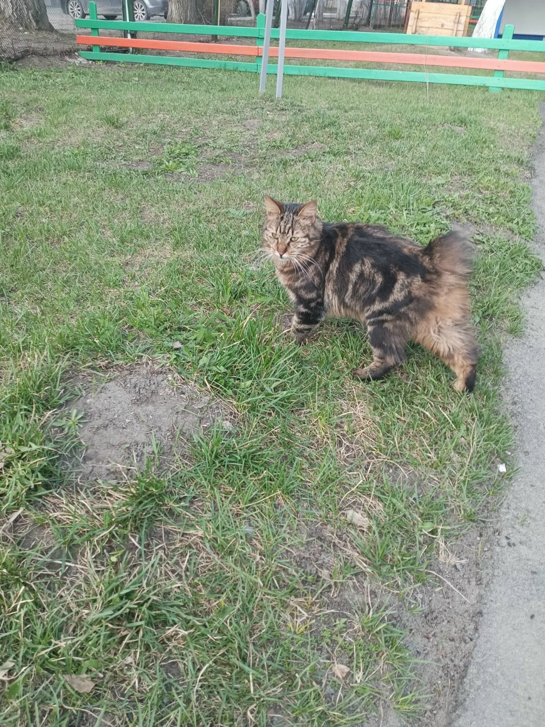 Найдена кошка в Барнауле — фото объявления