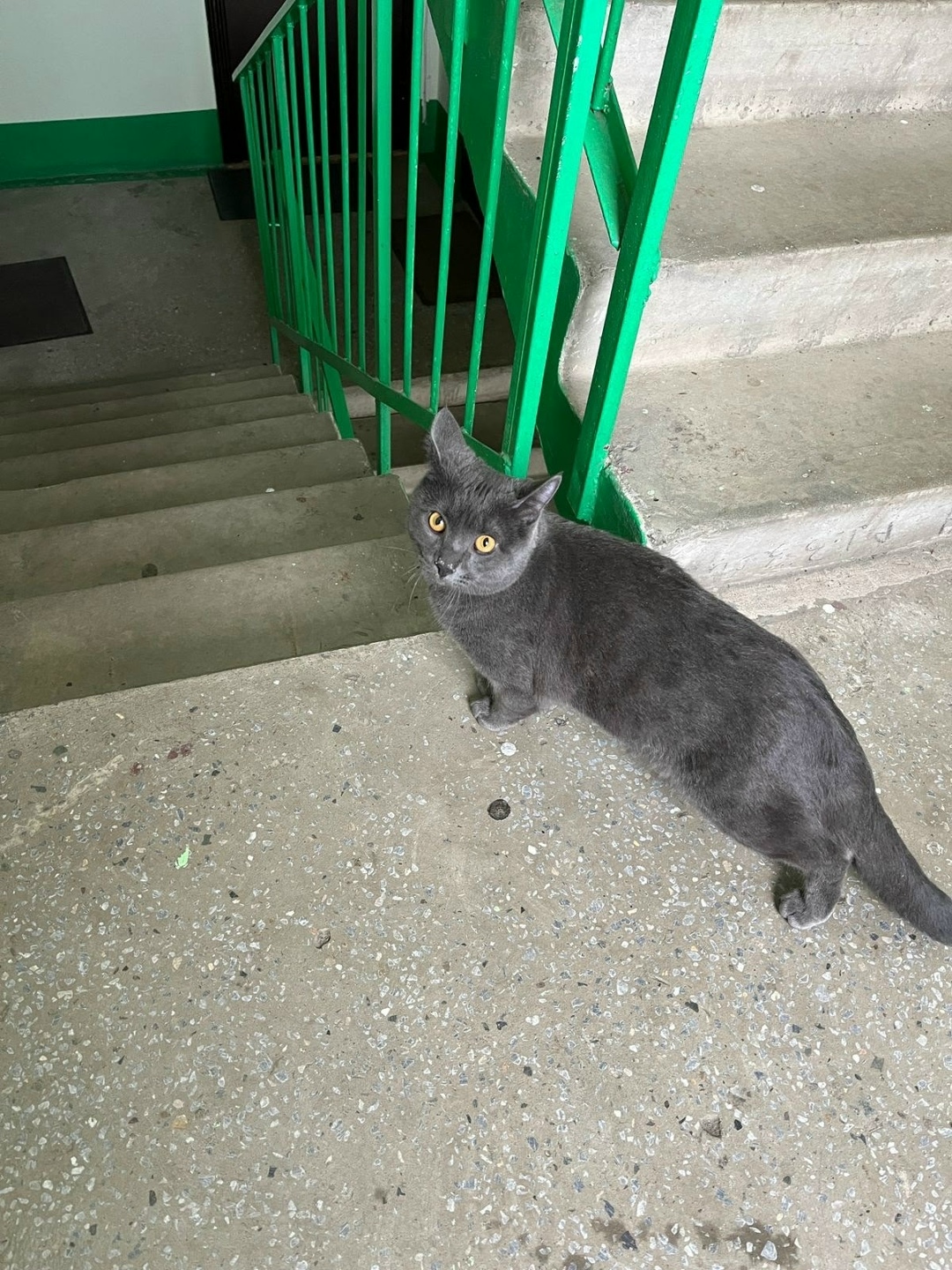 Найдена кошка в Барнауле — фото объявления