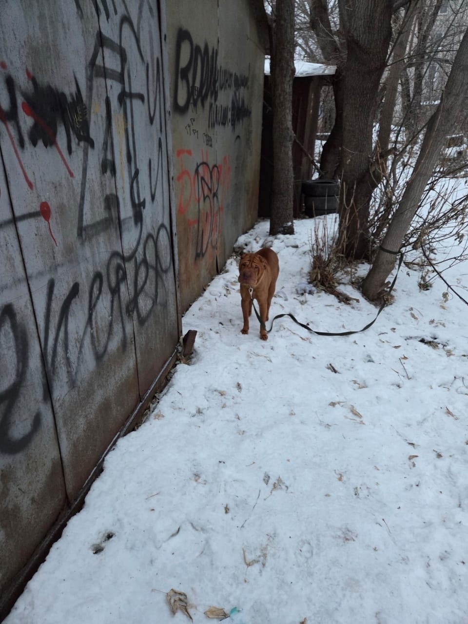 Найдена собака в Барнауле — фото объявления