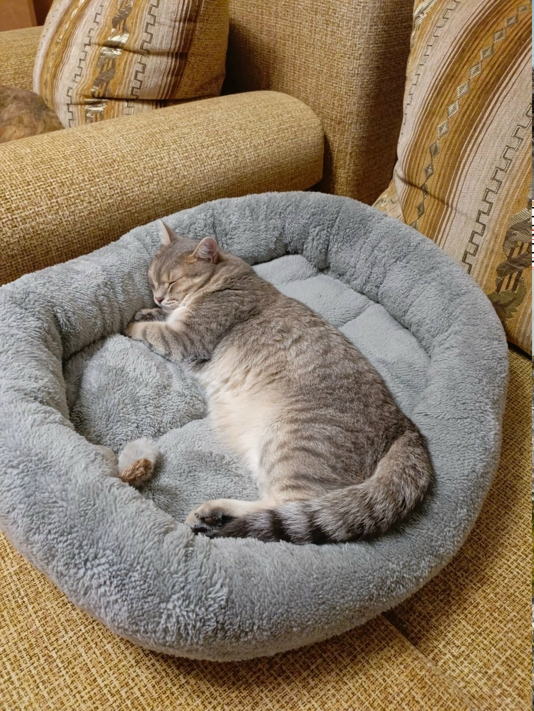 Пропала собака в Барнауле — фото объявления