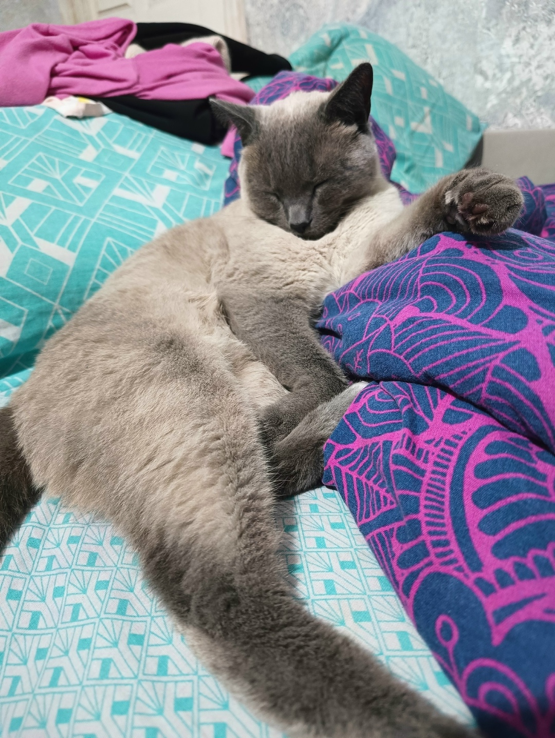 Найдена собака в Барнауле — фото объявления