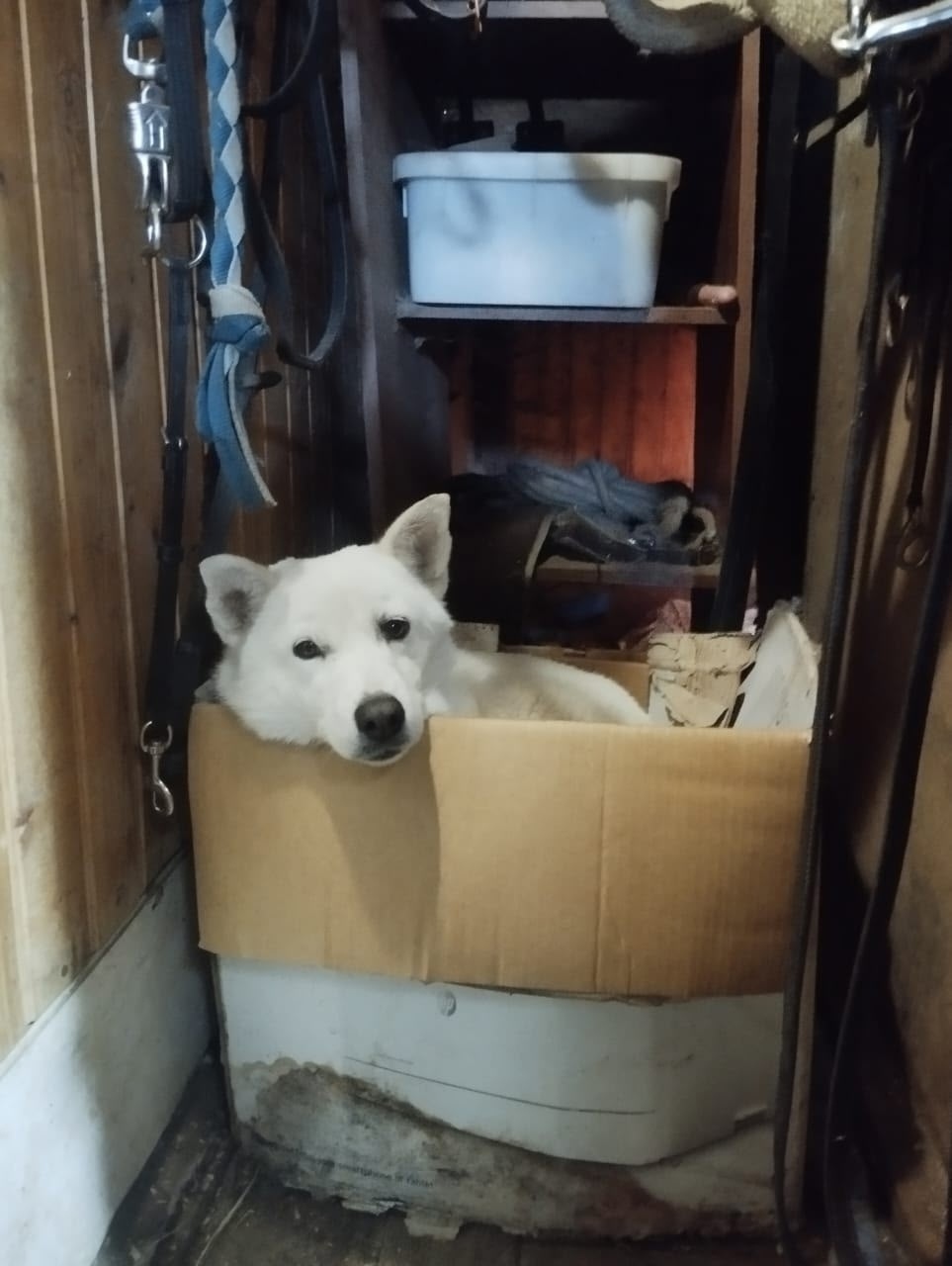 Пропала собака в Барнауле — фото объявления