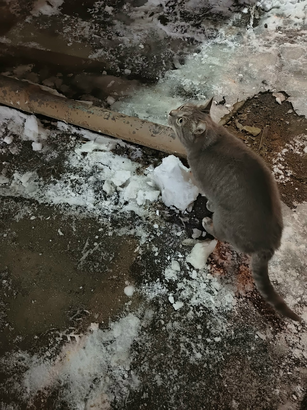 Найдена собака в Барнауле — фото объявления