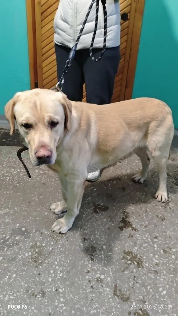 Найдена собака в Барнауле — фото объявления