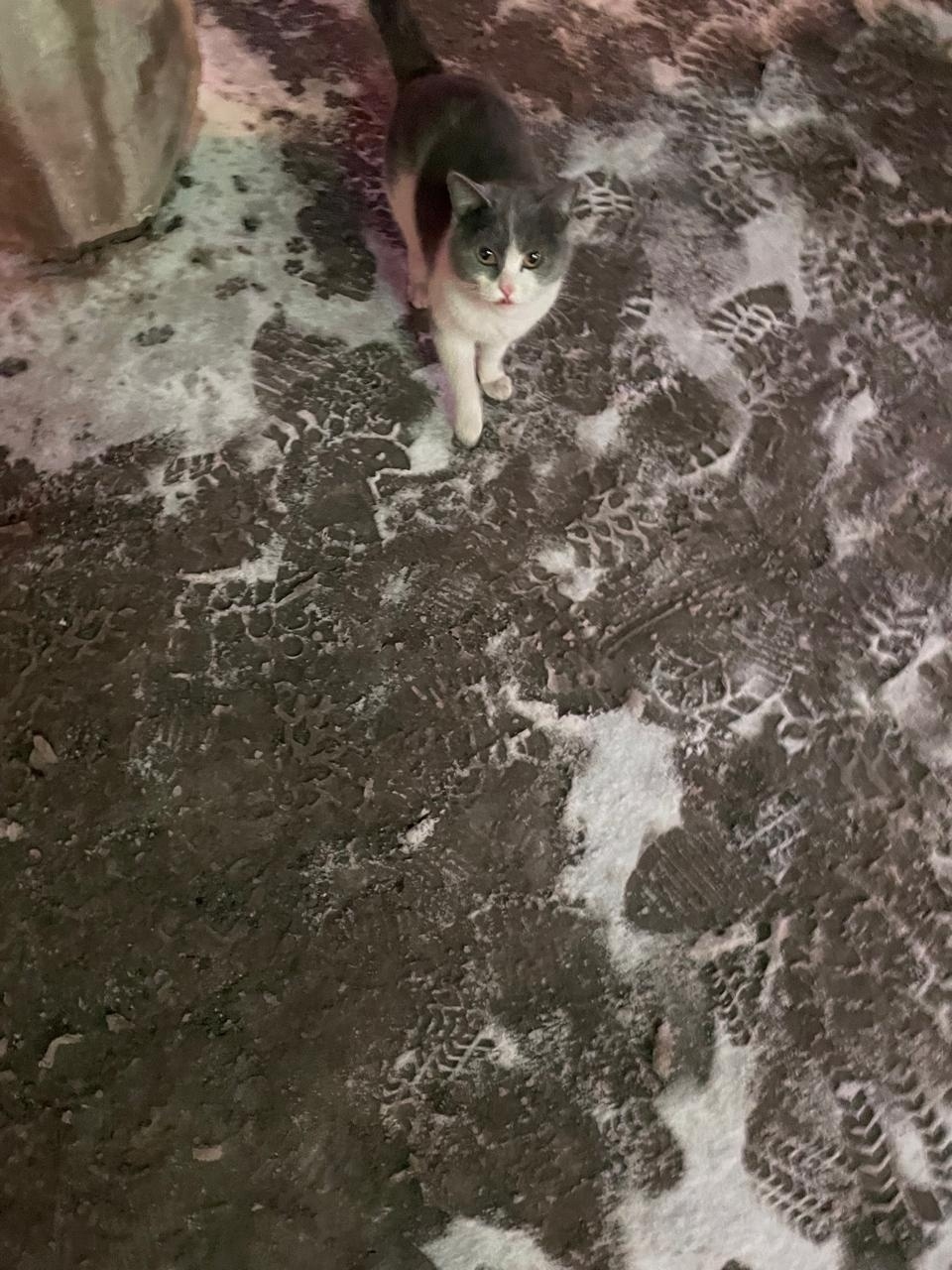 Найдена собака в Барнауле — фото объявления