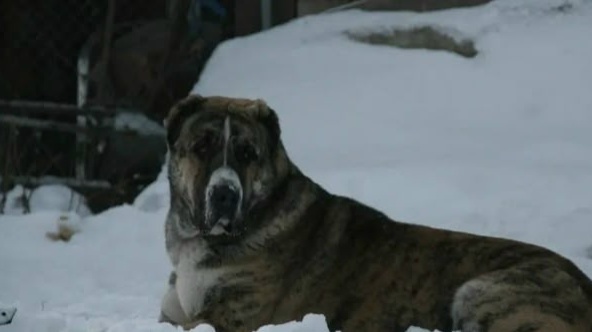 Найдена собака в Барнауле — фото объявления