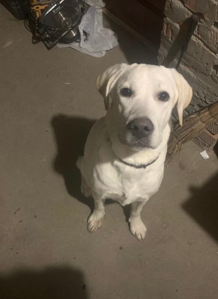 Найдена собака в Барнауле — фото объявления