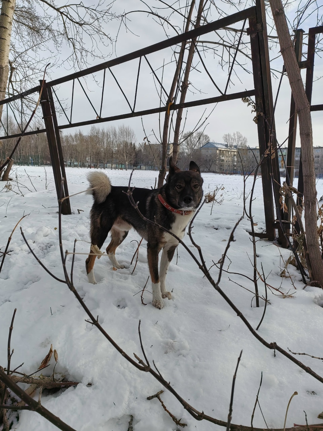 Найдена собака в Барнауле — фото объявления