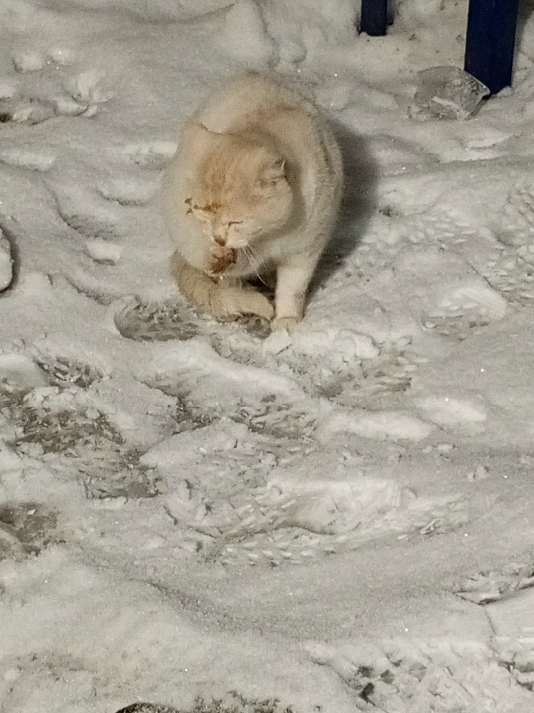 Найдена собака в Барнауле — фото объявления