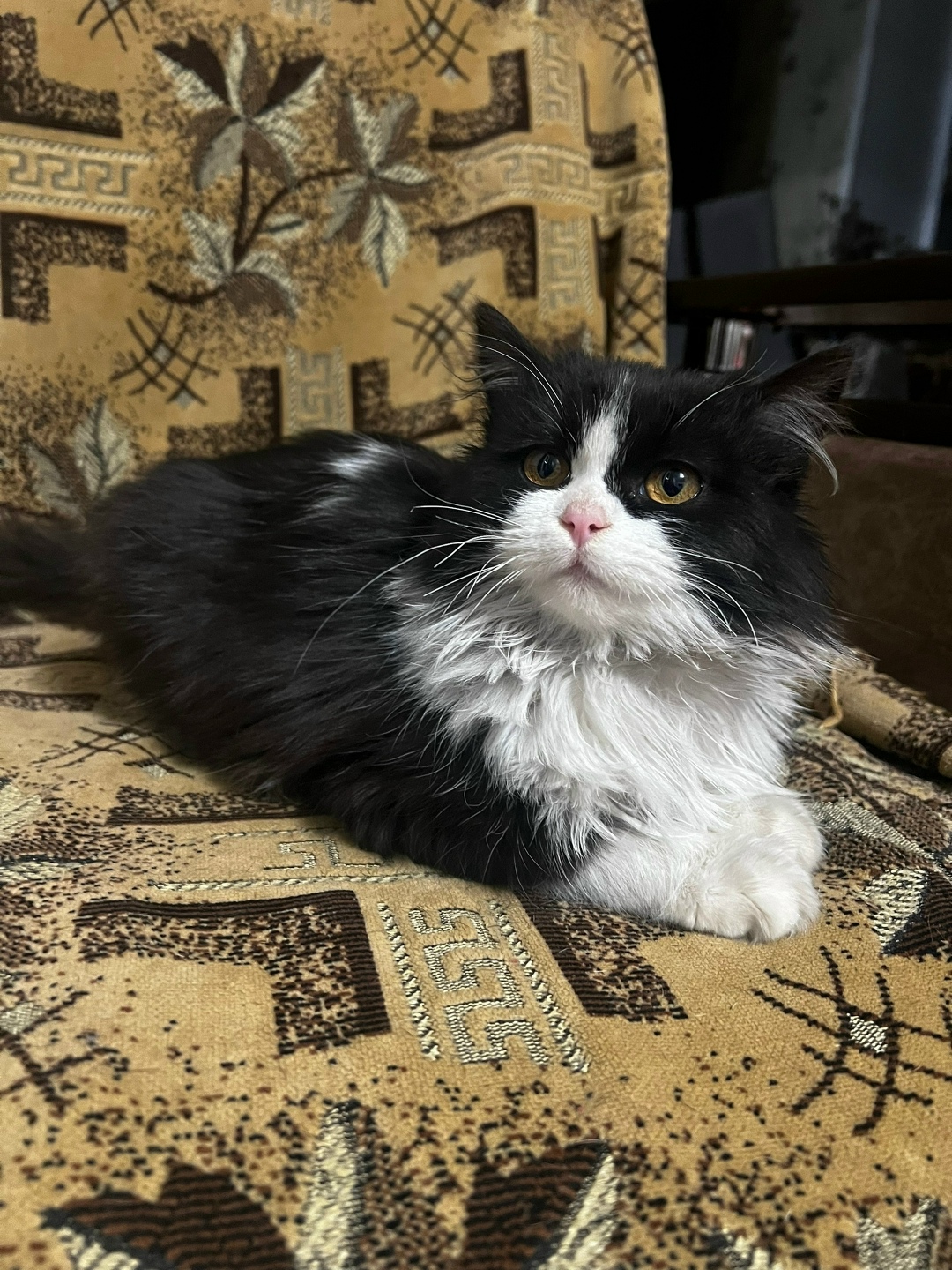 Найдена собака в Барнауле — фото объявления