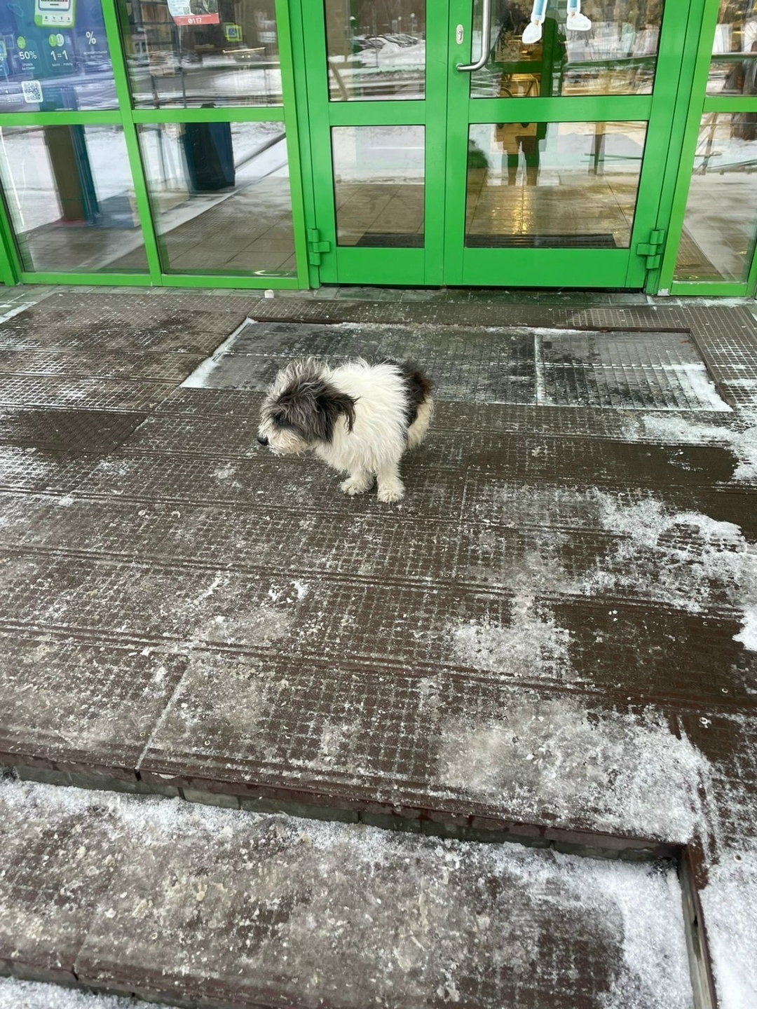 Найдена собака в Барнауле — фото объявления