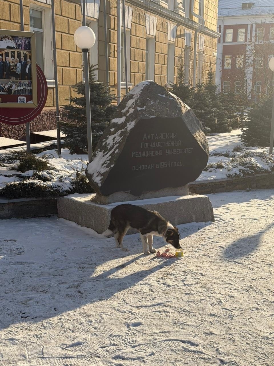 Найдена собака в Барнауле — фото объявления