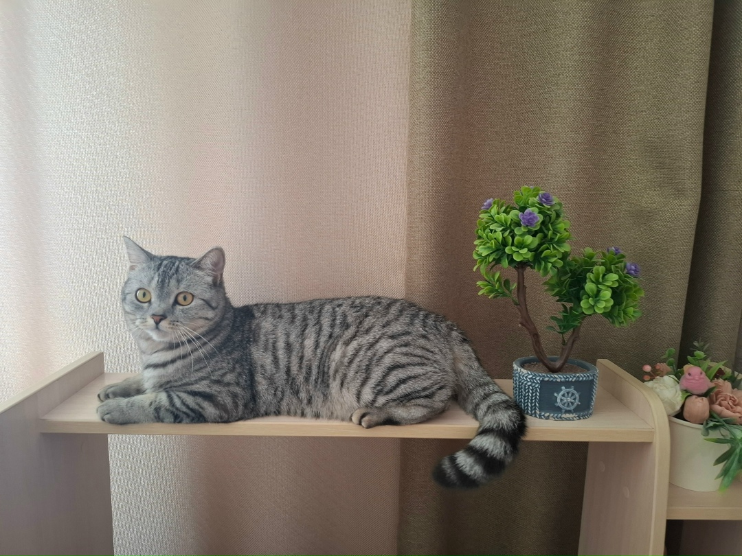 Пропала собака в Барнауле — фото объявления