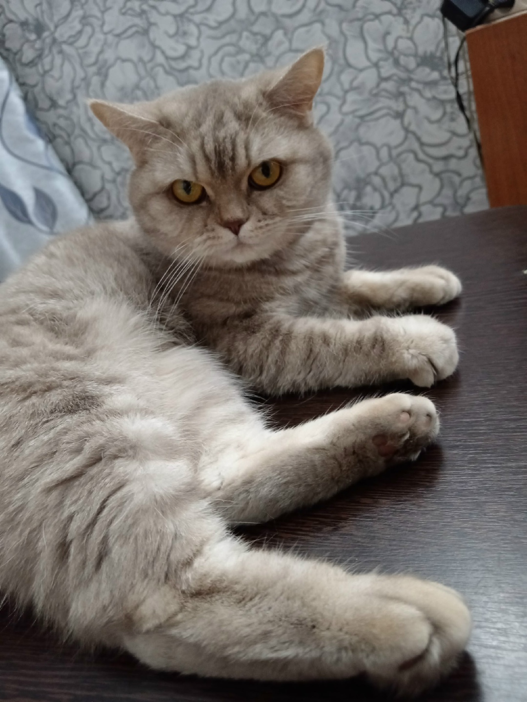 Пропала собака в Барнауле — фото объявления